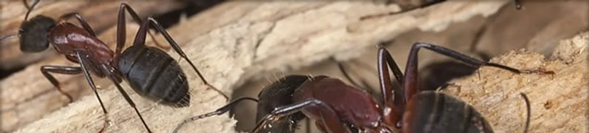 Close-up of ants on wood showing an active ant infestation in Springfield, MO