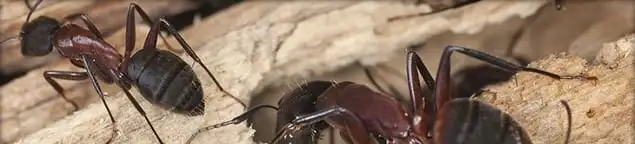 Close-up of ants on wood showing an active ant infestation in Springfield, MO
