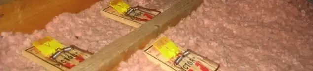 Mouse traps placed in an attic for rodent control in Springfield, MO