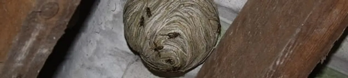 Wasp nest in an attic space, a common home infestation risk in Springfield, MO