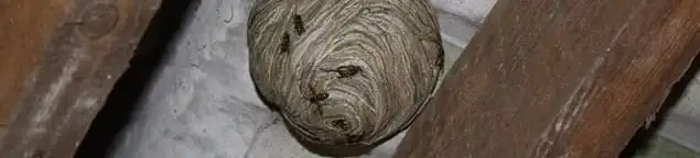 Wasp nest in an attic space, a common home infestation risk in Springfield, MO