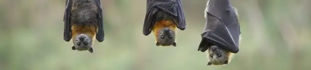 Bats roosting together, a common sign of a bat infestation in Springfield, MO
