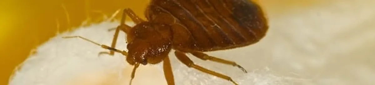 Close-up of a bed bug, a sign of an active infestation in Springfield, MO