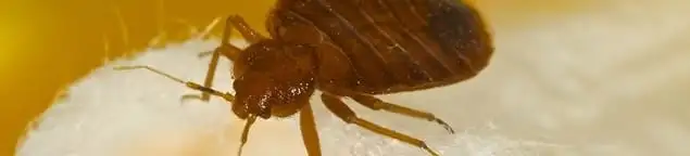 Close-up of a bed bug, a sign of an active infestation in Springfield, MO