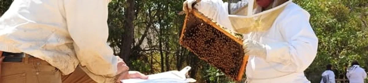 Bee removal specialists relocating a hive and honeycomb safely in Springfield, MO