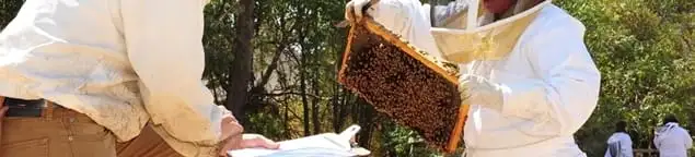 Bee removal specialists relocating a hive and honeycomb safely in Springfield, MO
