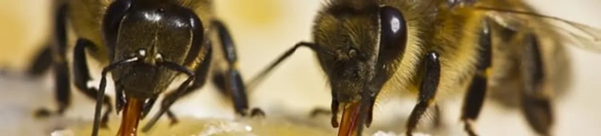 Close-up of honey bees, a sign of a nearby hive in Springfield, MO