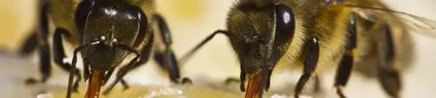 Close-up of honey bees, a sign of a nearby hive in Springfield, MO