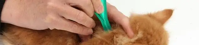 Flea treatment for pets using a flea comb, a sign of flea problems in Springfield, MO