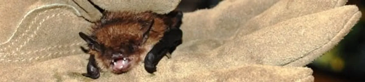 Bat removal specialist holding a bat safely during humane exclusion in Springfield, MO