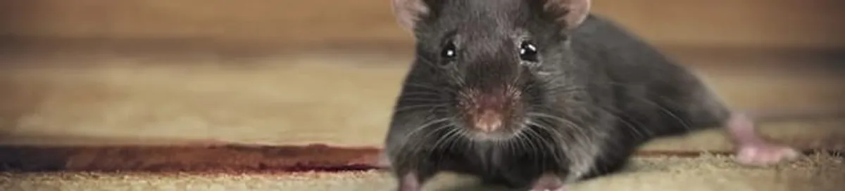 Mouse indoors, a common sign of a rodent infestation in Springfield, MO