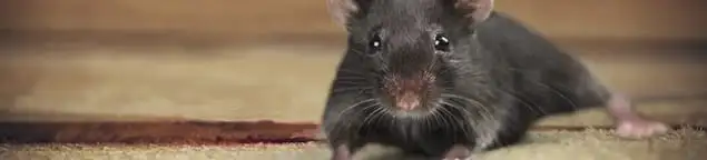 Mouse indoors, a common sign of a rodent infestation in Springfield, MO