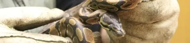 Snake removal specialist safely handling a snake with protective gloves in Springfield, MO