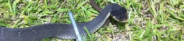 Snake in a yard, a common sign of a snake problem near a home in Springfield, MO