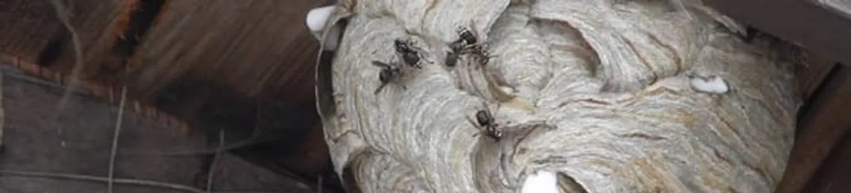 Close-up of a wasp nest with active wasps, a sign of an infestation in Springfield, MO