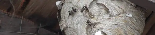 Close-up of a wasp nest with active wasps, a sign of an infestation in Springfield, MO
